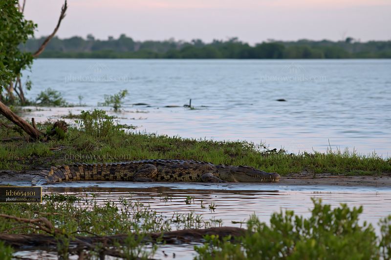 Saltwater crocodile resting by water in Northern Territory wetland