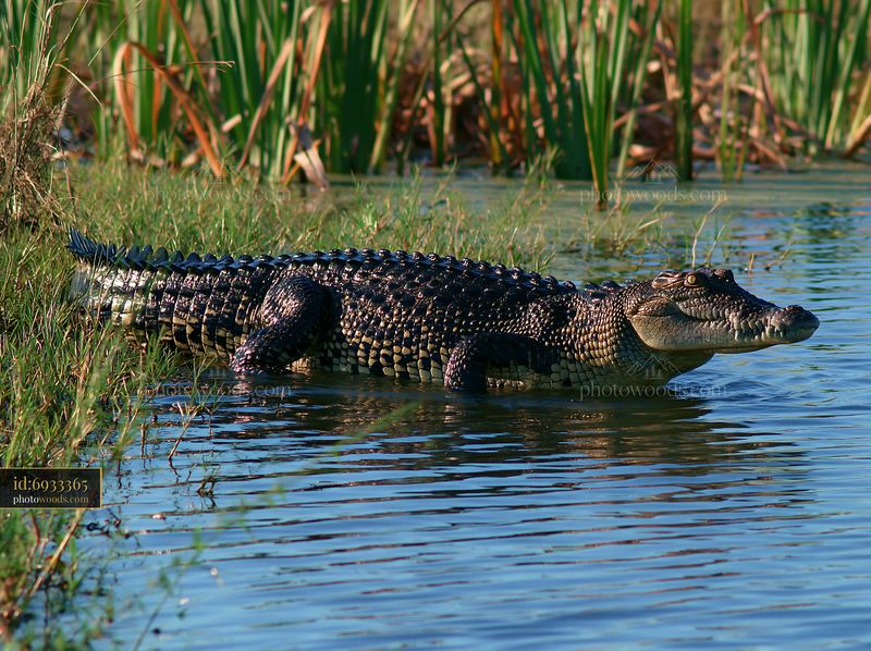Saltwater crocodile in wetland of Northern Territory landscape
