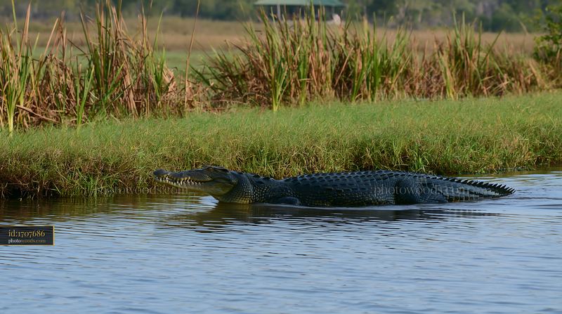 Saltwater crocodile swimming in Northern Territory wetland