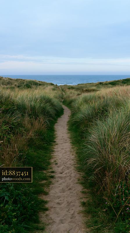 Path leading to a beach with tall grass and sandy walkway