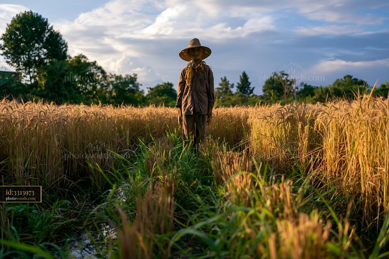 Scarecrow stands in a rice field under a cloudy sky