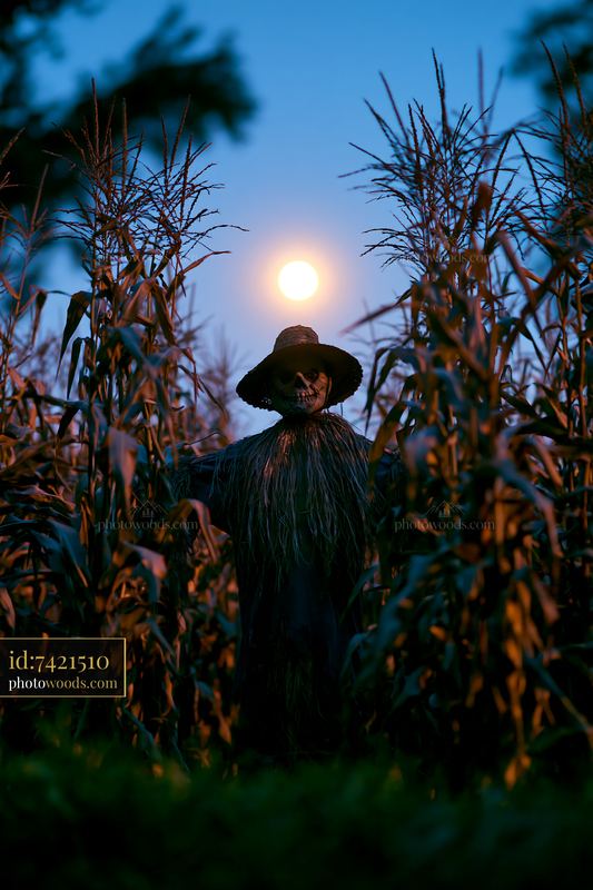 Scarecrow stands in a cornfield under the moonlight