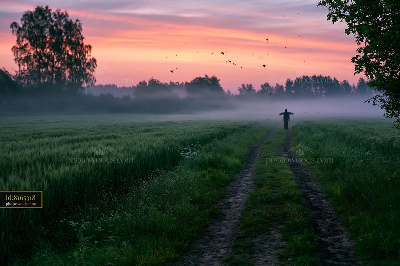 Scarecrow standing in barley field at sunrise