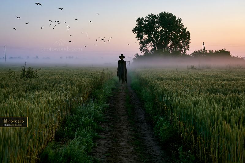 Scarecrow standing in a barley field during early morning fog
