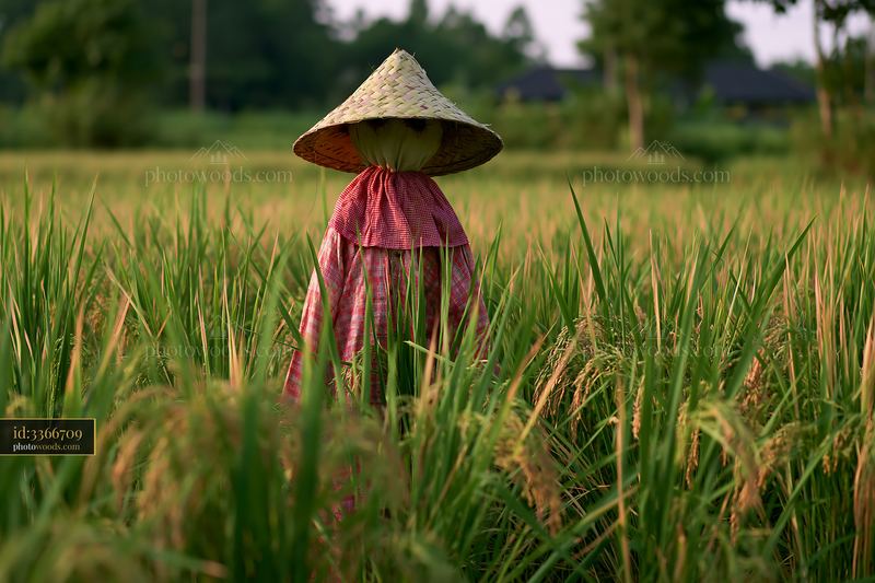 Scarecrow standing in a rice paddy with green crops around