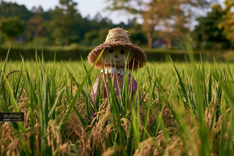 Scarecrow stands in a rice paddy surrounded by green plants