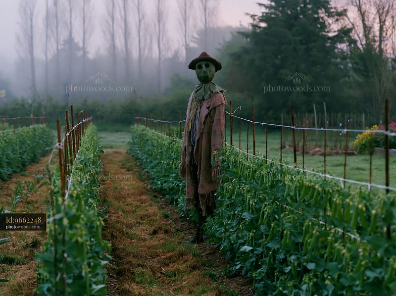 Scarecrow stands guard in a spring garden