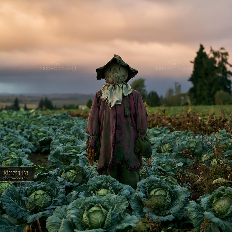 Scarecrow in a cabbage field under dramatic storm clouds