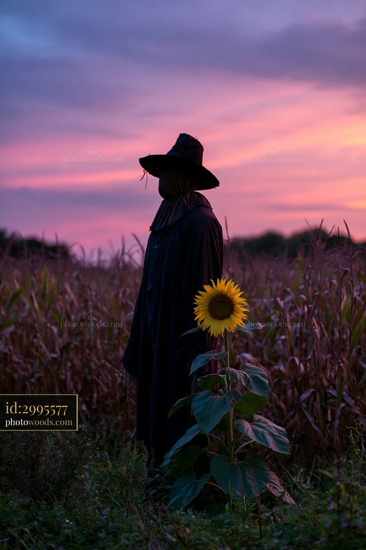 Scarecrow standing in a cornfield at night with a sunflower