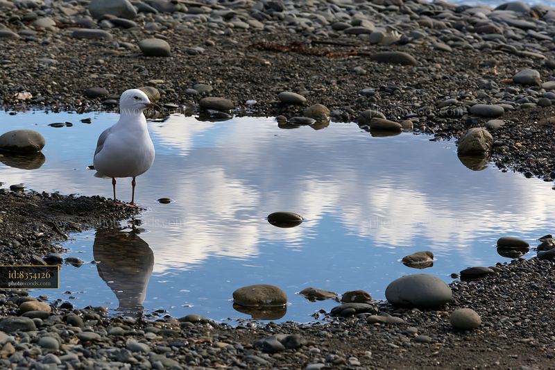 Seagull standing by a water pool on a pebbly coastline beach