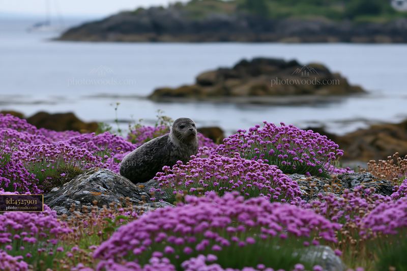 Coastline with sea lavender and a seal near the water
