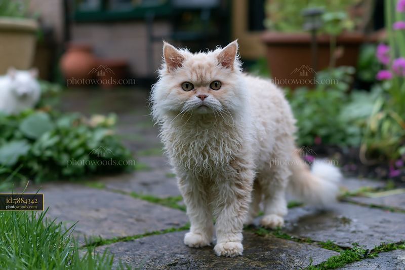Selkirk Rex cat portrait in a garden setting