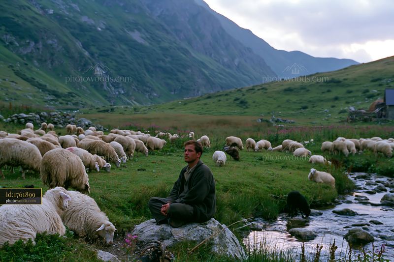 Shepherd tending flock in mountain meadow under cloudy sky