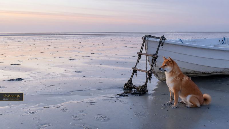Shiba inu beside a boat ladder at low tide on a beach