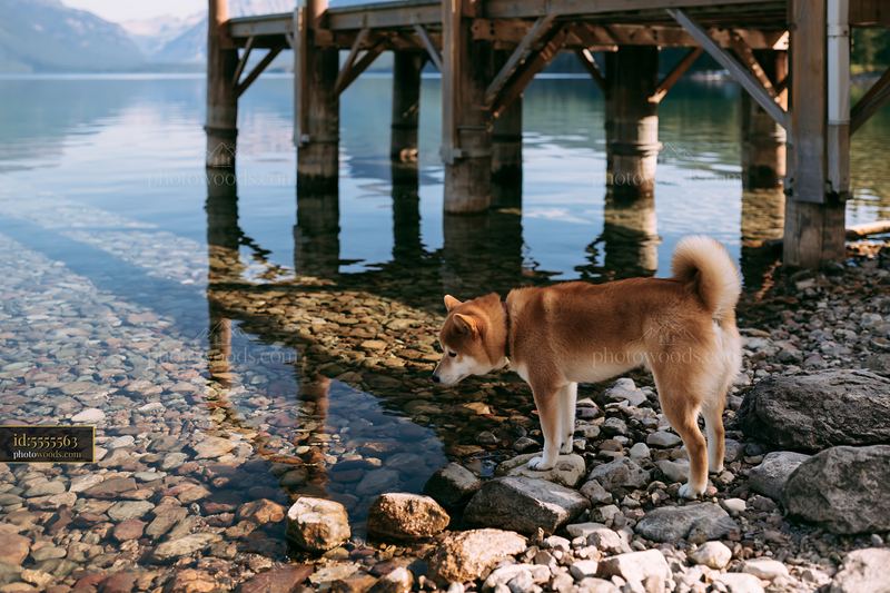 Shiba inu looking at water reflections near a wooden dock