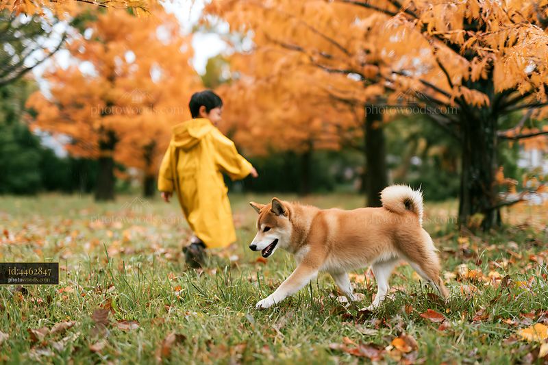 Shiba Inu walking among orange autumn trees with child