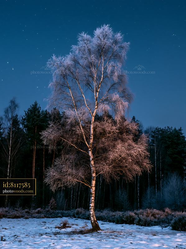Starry night over a snowy forest with a single tree