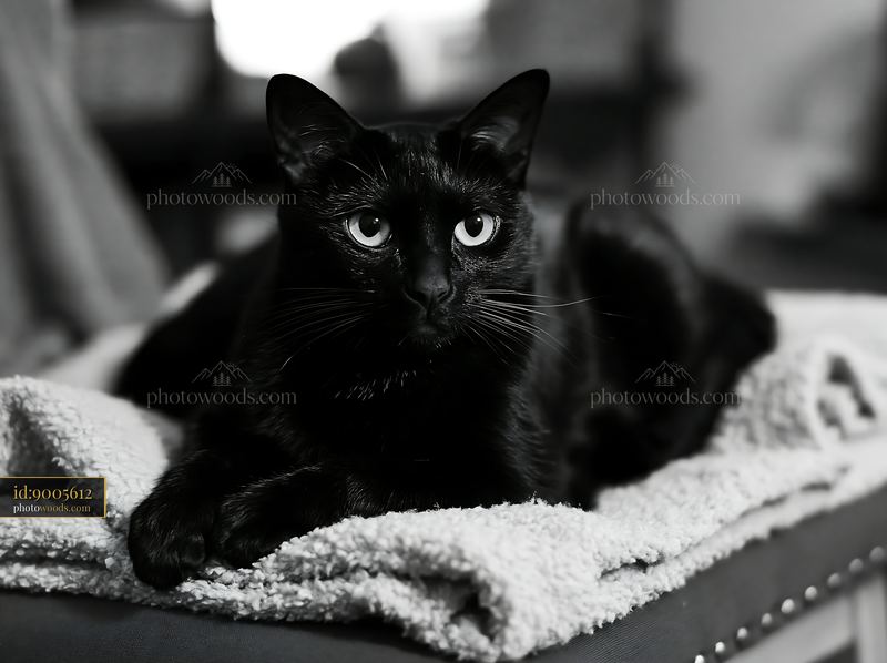 Bombay cat relaxing indoors on a soft blanket