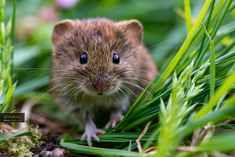 Meadow recovering after mowing with a small animal