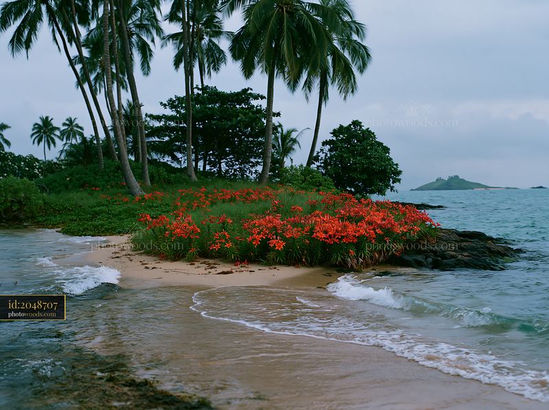 Island with flowers beneath palm trees and gentle waves