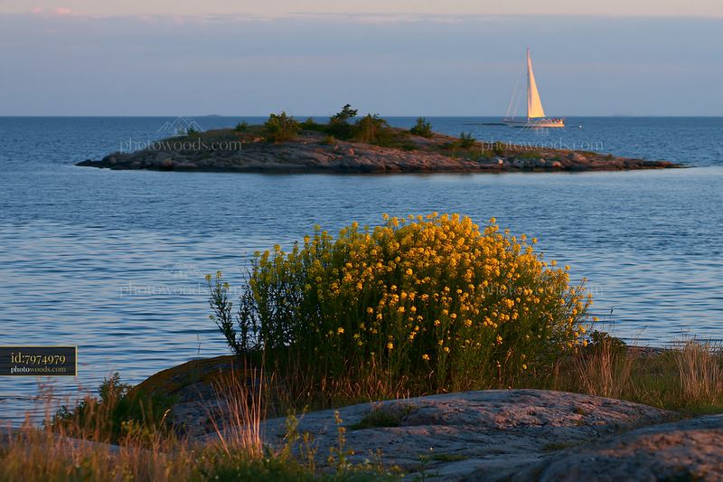 Island with flowers at sunset near a calm sea and sailing boat
