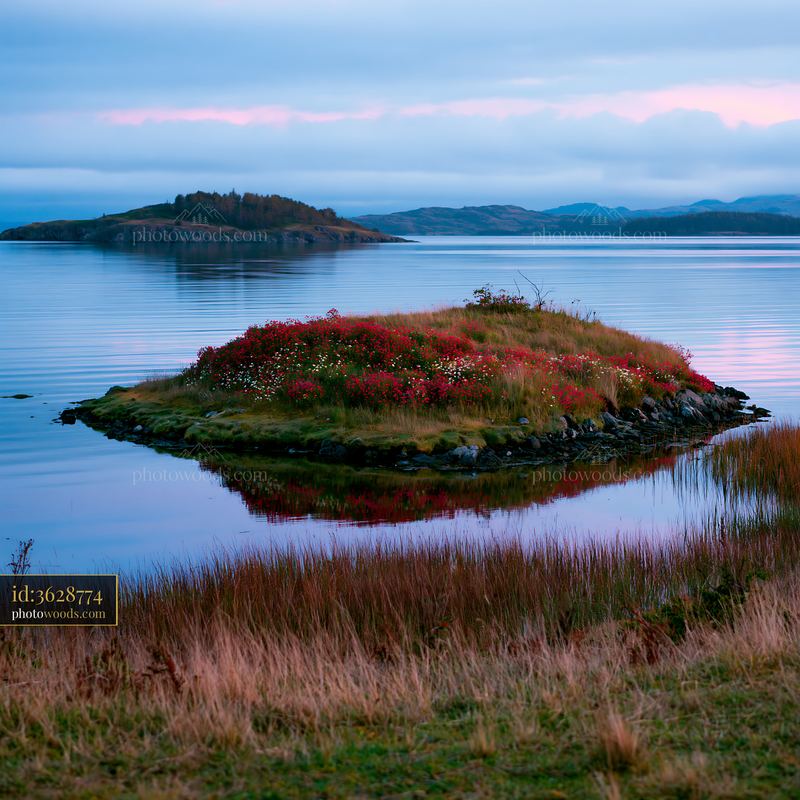 Island with flowers in a calm bay at sunset
