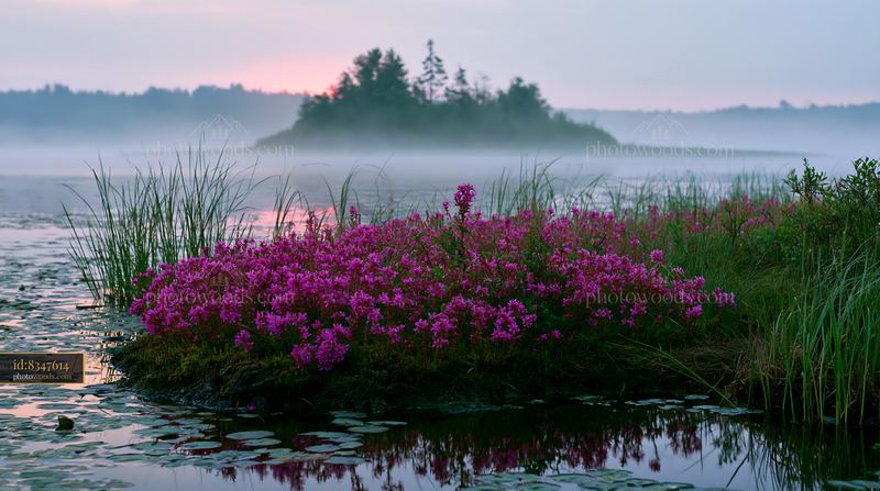 Island with flowers surrounded by misty waters at dawn