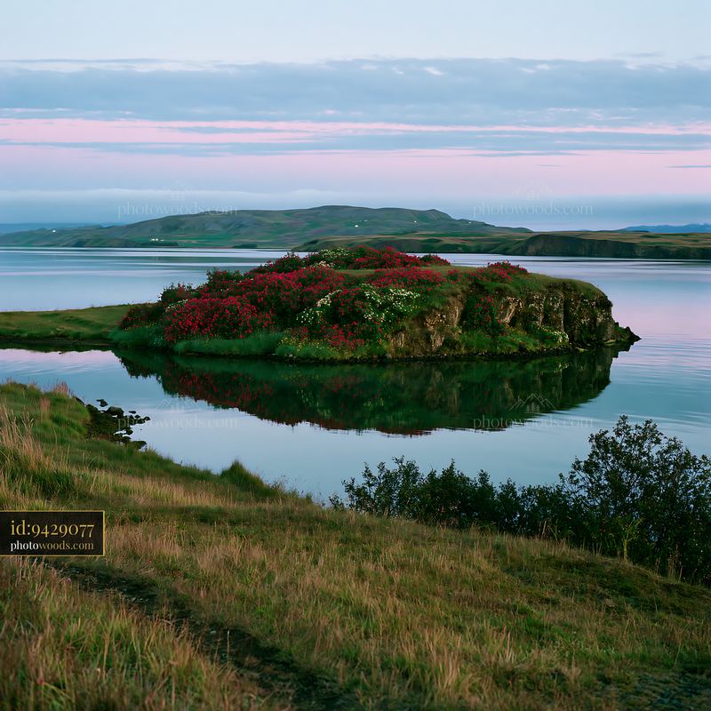 Island with flowers in a calm bay at sunrise