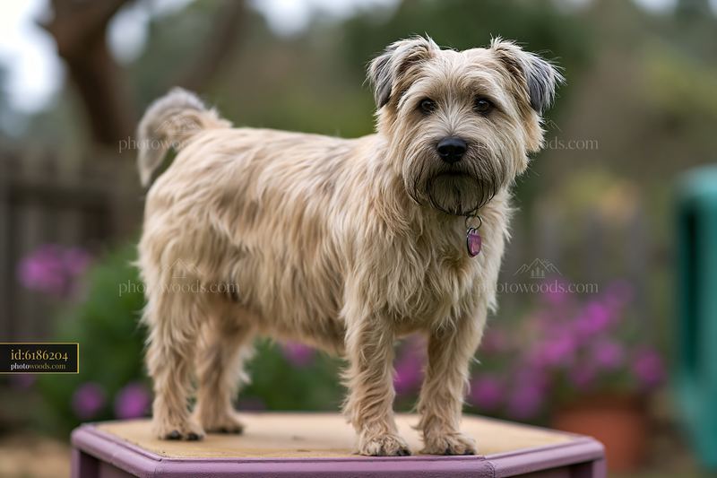 Rare dog breed during obedience training in a garden setting