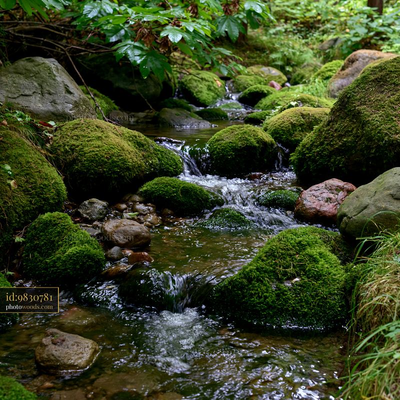 Small stream flowing over rocks covered with moss