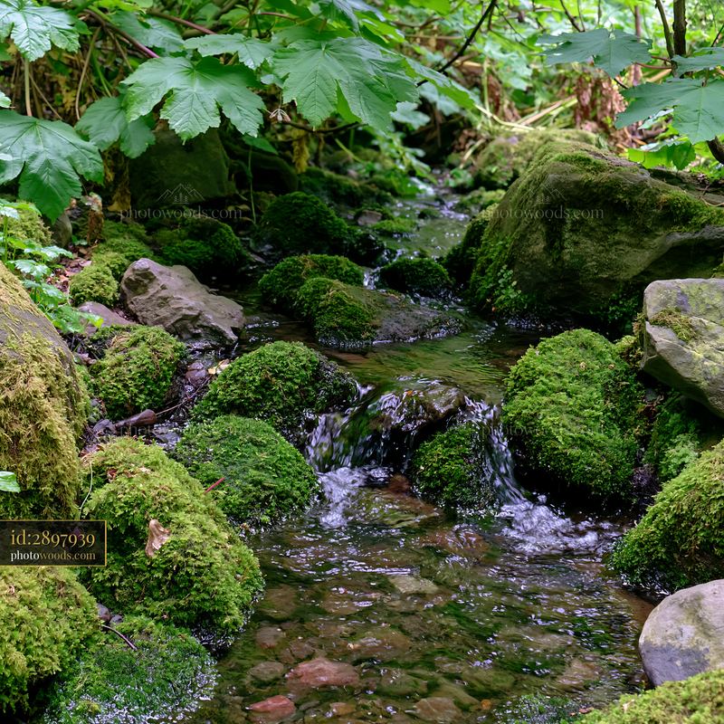 Small stream flowing over mossy rocks in a forest
