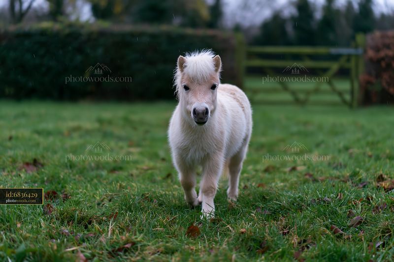 Horse in paddock during rainy weather