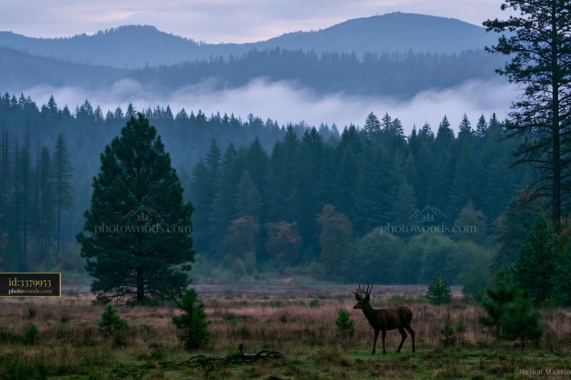 Fog drifting through pine forest mountains at dawn