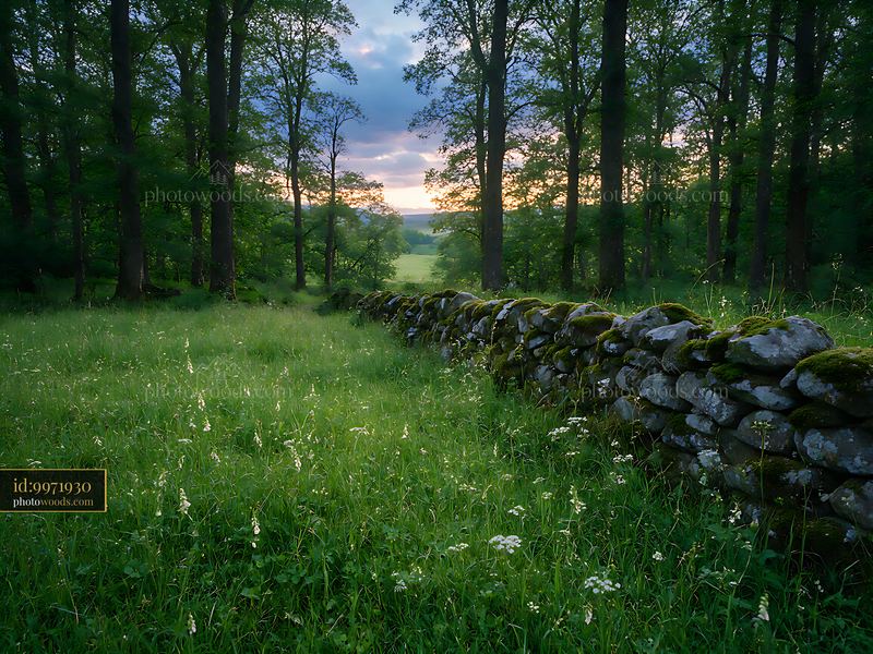 Shaded meadow in woodland clearing with stone wall at sunset