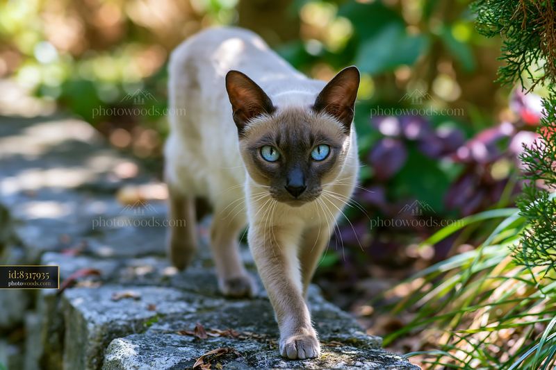 Portrait of a Tonkinese cat walking along a garden path