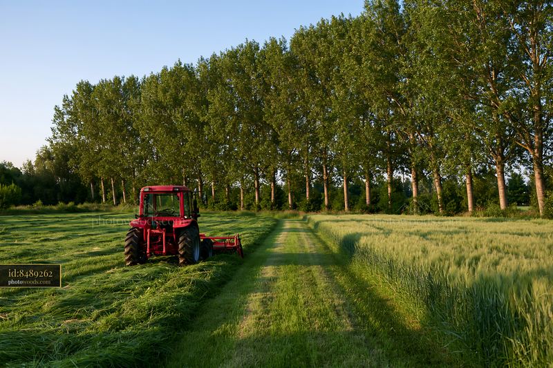 Mowing meadow with tractor near tall trees in rural area