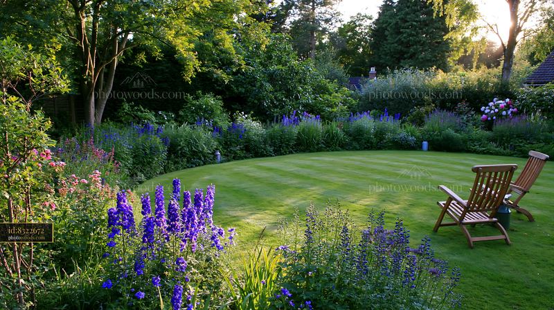 Delphinium flower border enhances garden landscape