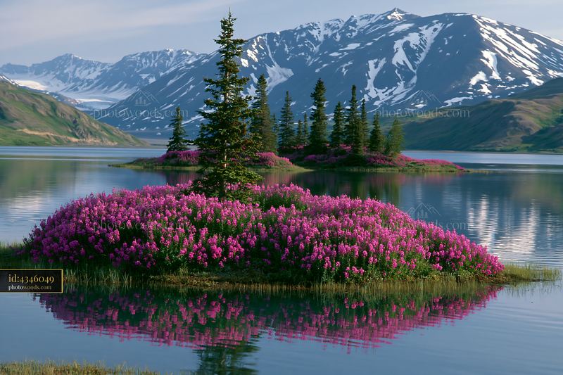 Island with flowers and mountain backdrop