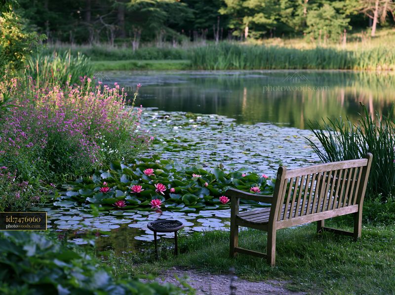 Water lily pond surrounded by wildflowers with a bench nearby