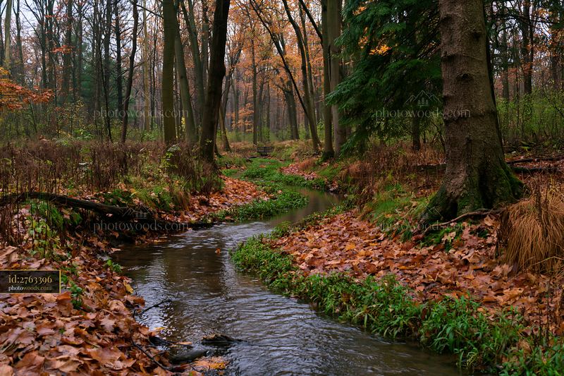 Woodland watercourse with fallen leaves in autumn forest