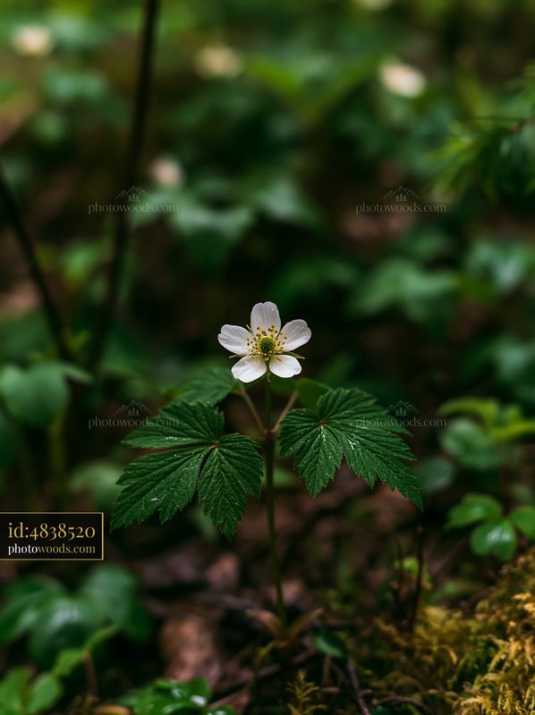 White flower with green leaves in a nature reserve setting