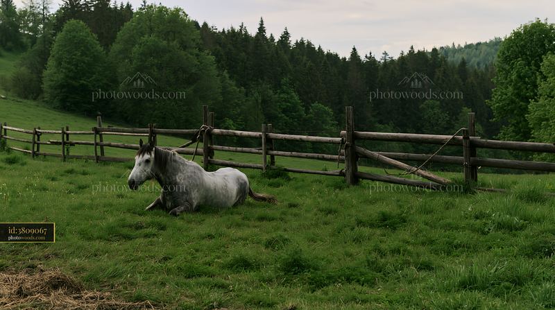 Horse rolling in grass in a green field