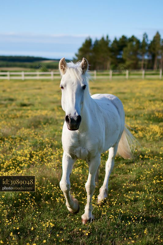White horse running through green pasture under blue sky