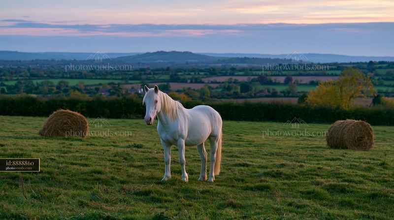 Meadow with traditional haystack at sunset with a white horse