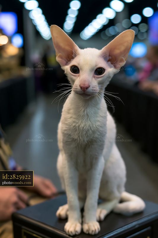 Rare cat breed at a cat show with a confident pose