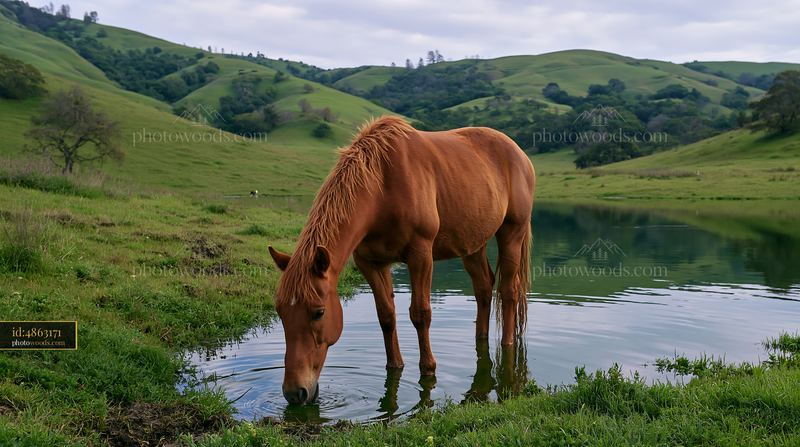 Wild horse drinking from natural spring in green landscape