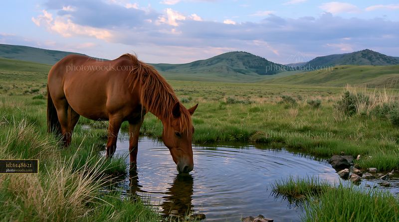 Wild horse drinking from natural spring in a green meadow