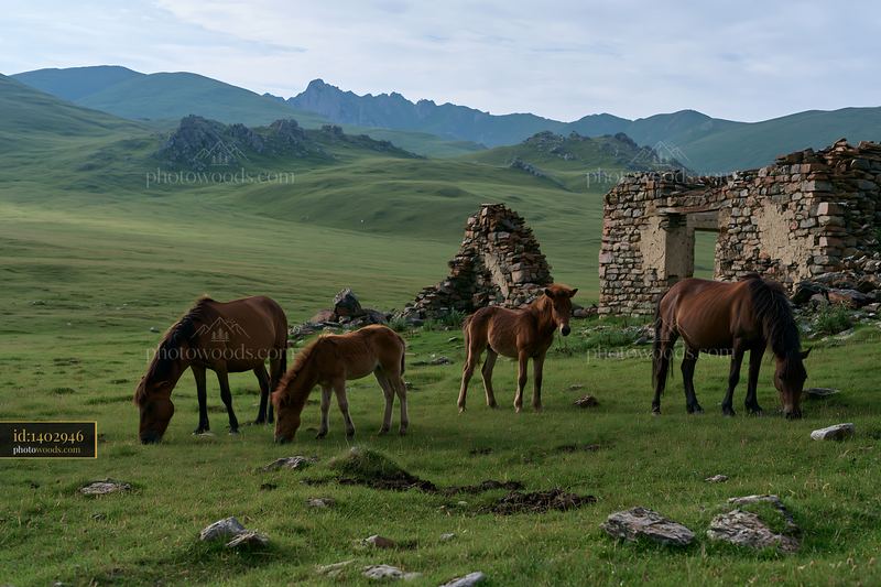 Wild horse family grazing together on green pasture