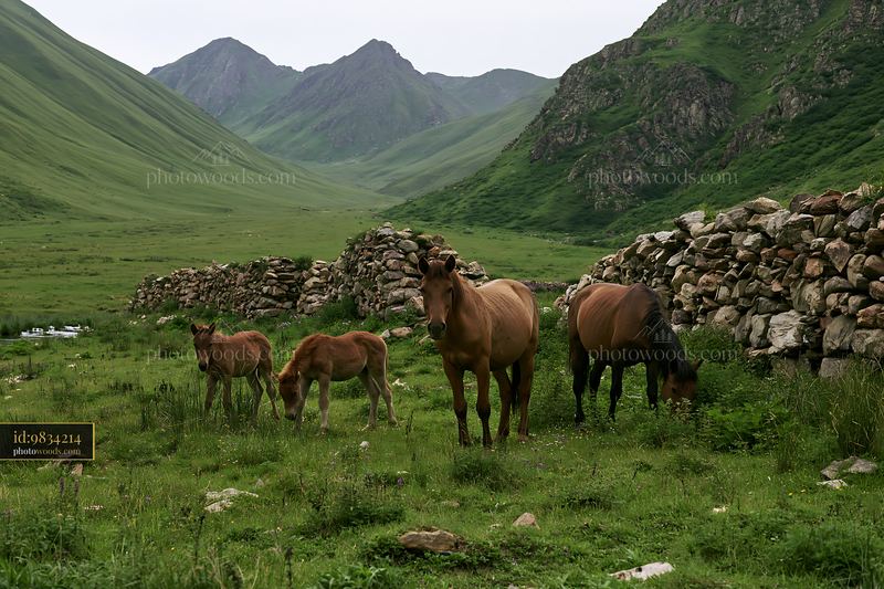 Wild horses grazing in a family group on a green hillside