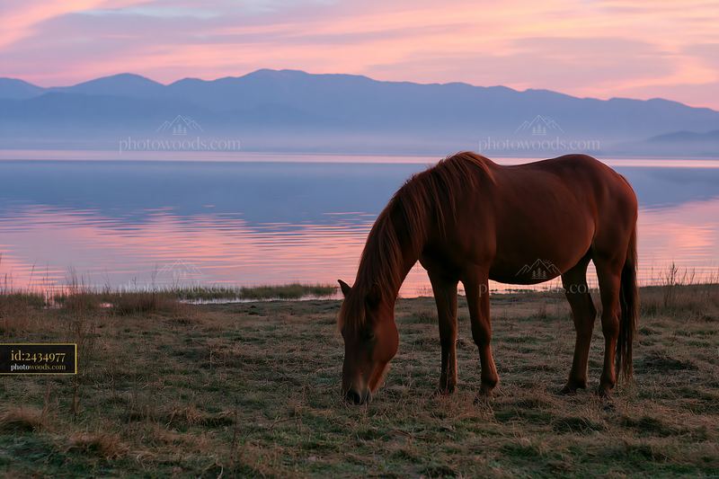 Wild horse grazes by the lake at sunset near mountains